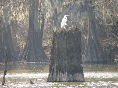 Image of Ardea alba egretta Gmelin & JF 1789