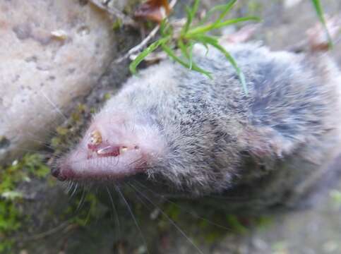 Image of jersey shrew, french shrew, millets shrew