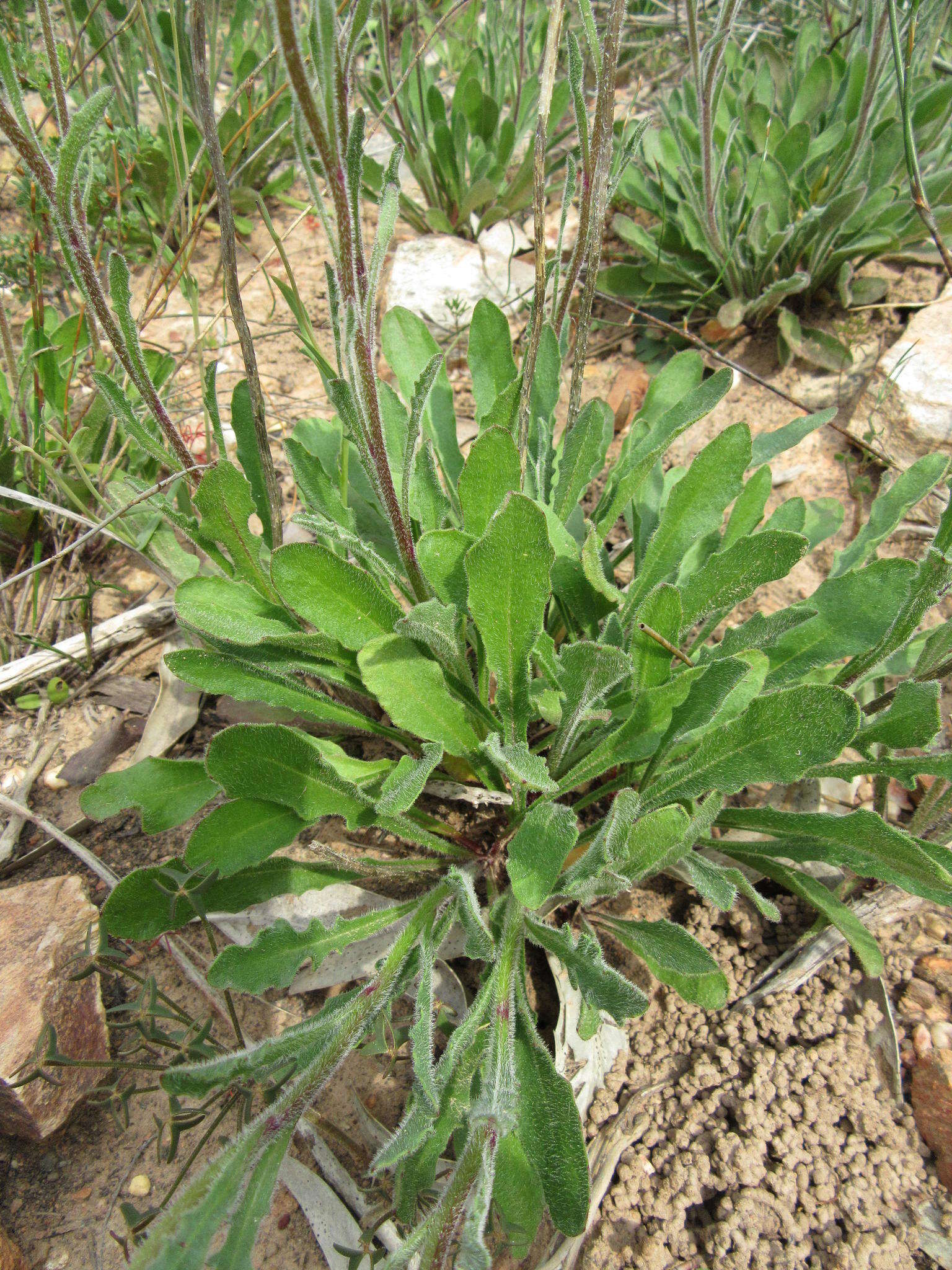 Image of <i>Dimorphotheca <i>nudicaulis</i></i> var. nudicaulis