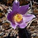 Pulsatilla halleri subsp. slavica (Reuss) Zämelis的圖片