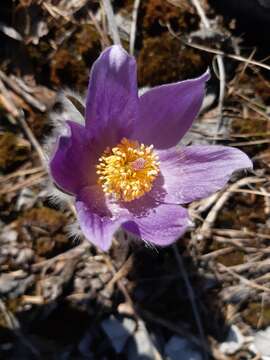 Image of Pulsatilla halleri subsp. slavica (Reuss) Zämelis