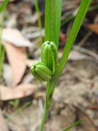 Image of Iphigenia indica (L.) A. Gray ex Kunth