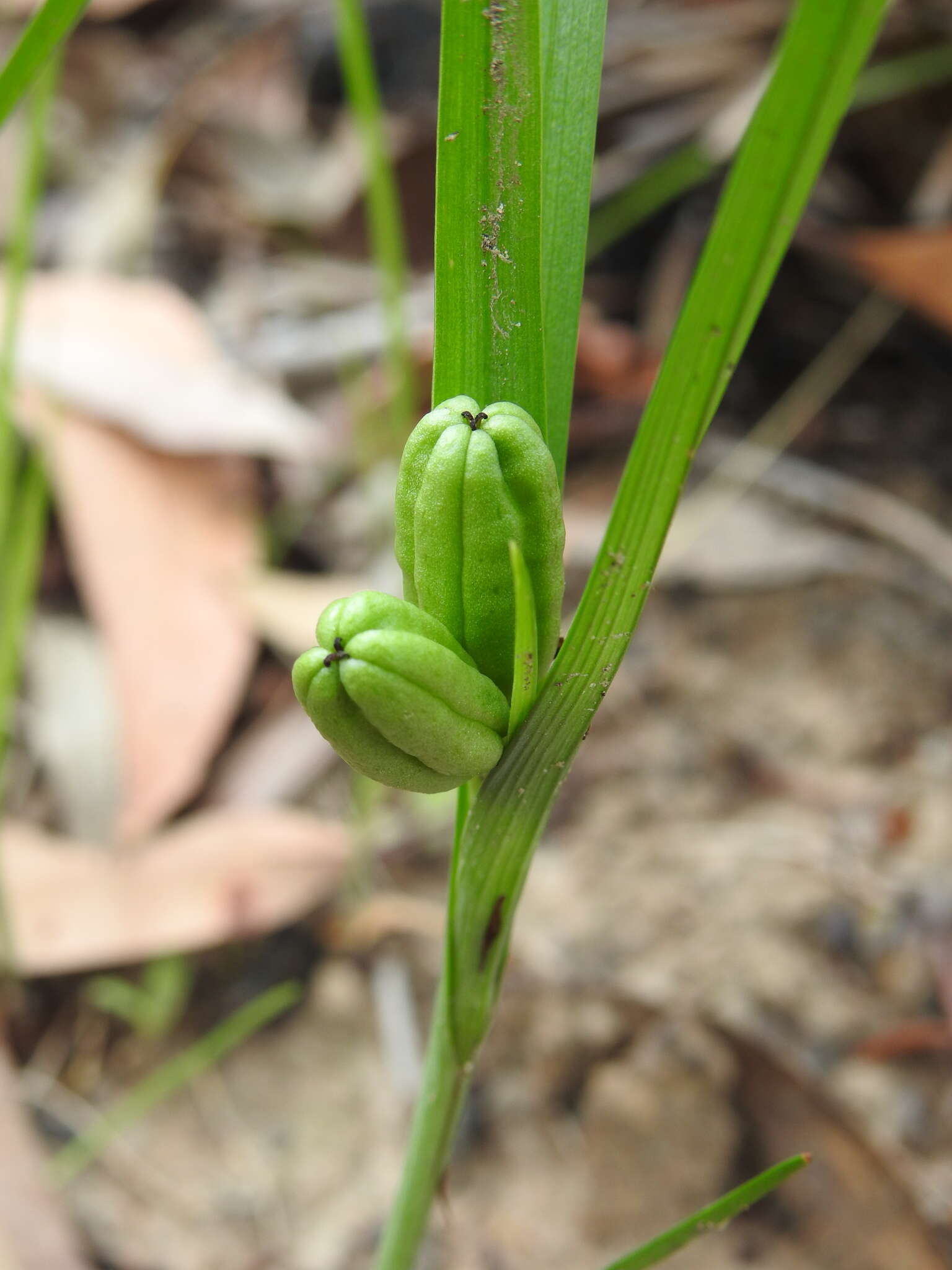 Imagem de Iphigenia indica (L.) A. Gray ex Kunth