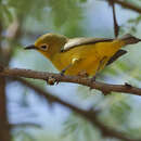 Zosterops flavilateralis jubaensis Erlanger 1901 resmi