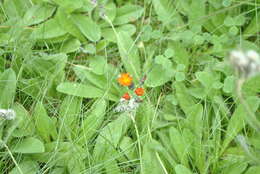 Pilosella aurantiaca subsp. aurantiaca的圖片