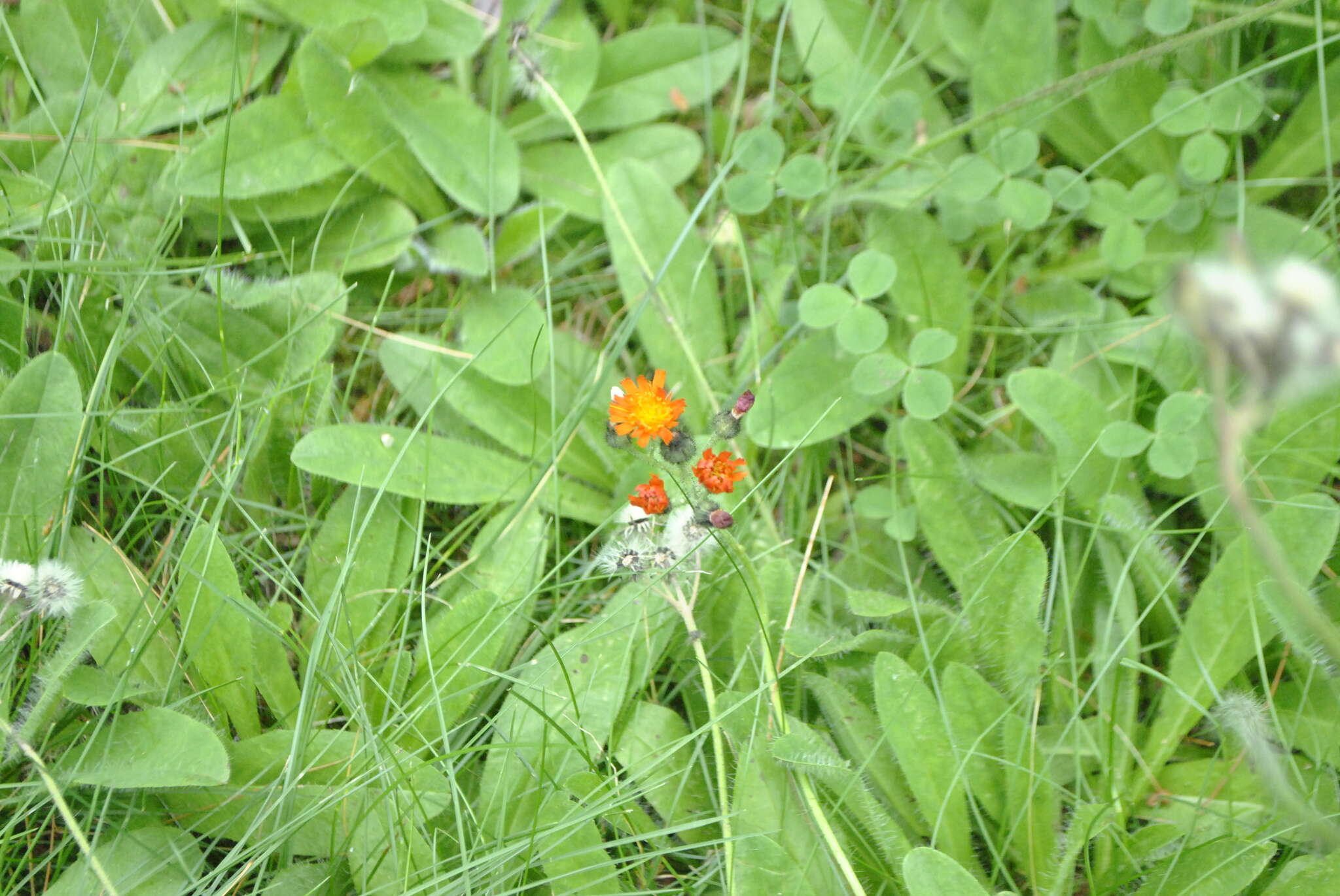 Image of orange hawkweed