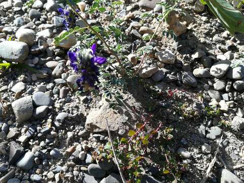 Image de Dalea boliviana Britton