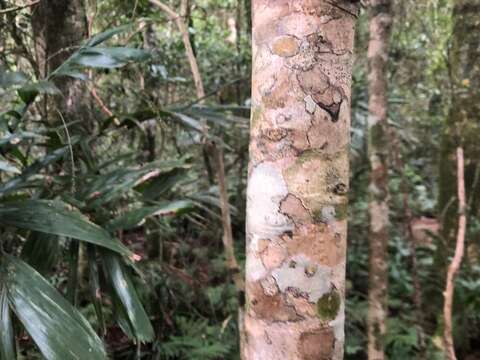 Image of Syzygium crebrinerve (C. T. White) L. A. S. Johnson