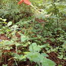 Image of Salvia stolonifera Benth.