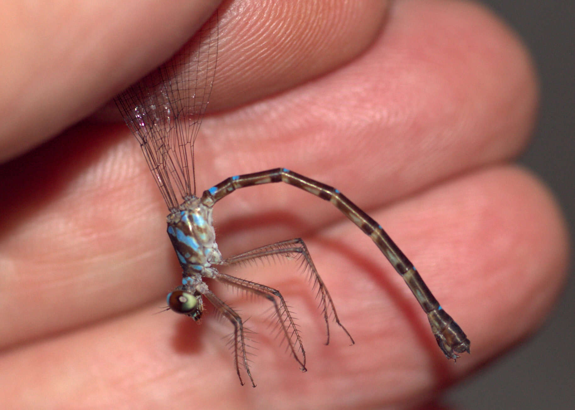 Image of Podolestes coomansi Lieftinck 1940