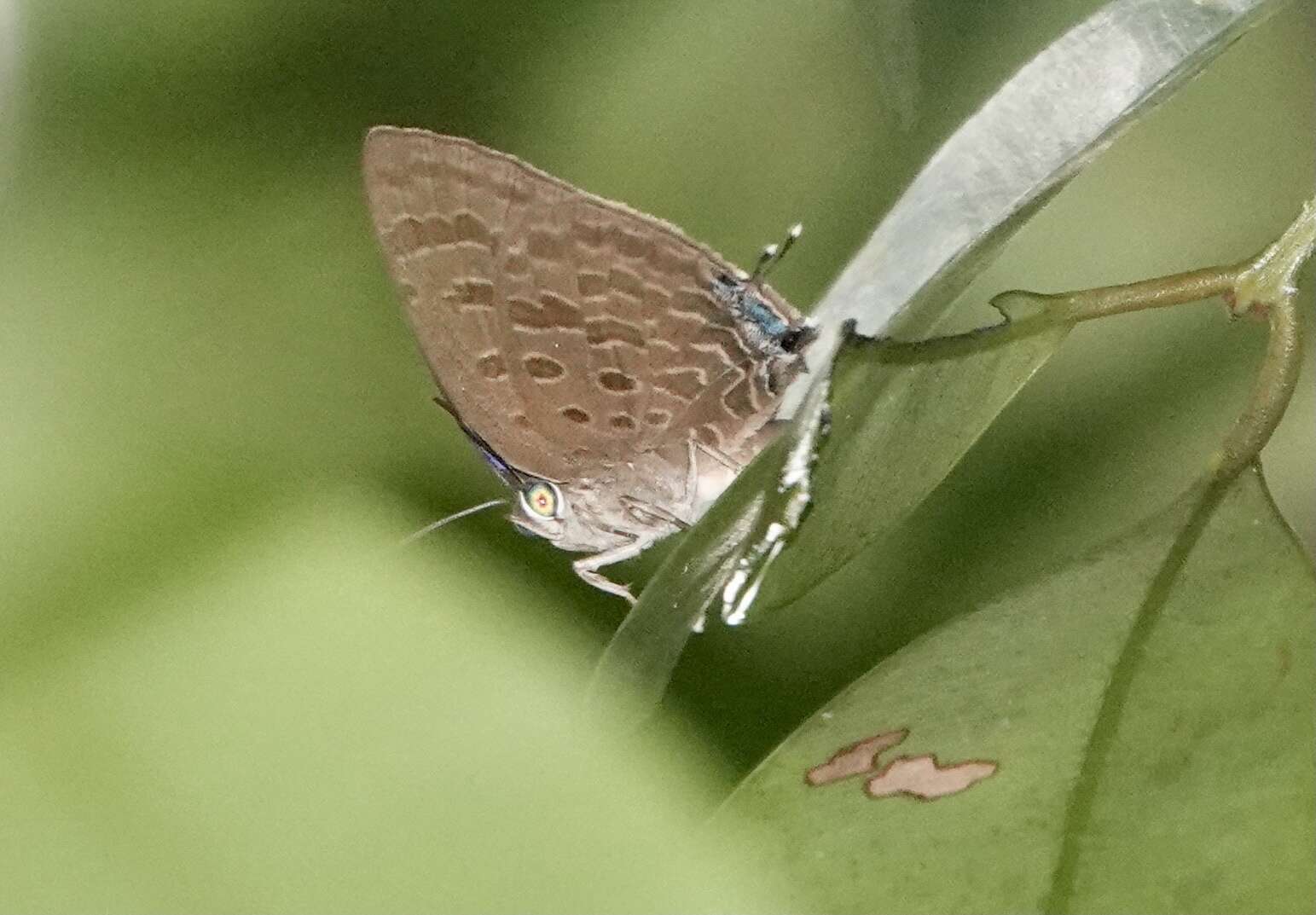 Plancia ëd Arhopala sublustris Bethune-Baker 1904