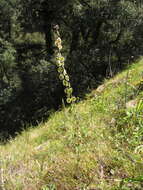 Image of sand fringepod