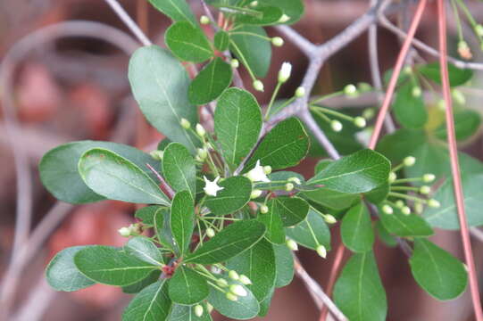Слика од Sideroxylon reclinatum subsp. reclinatum