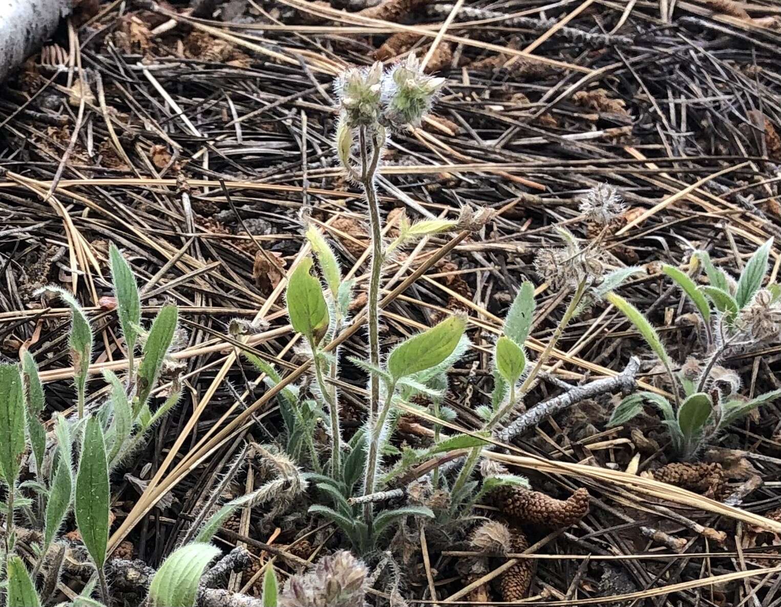 Phacelia mutabilis Greene的圖片