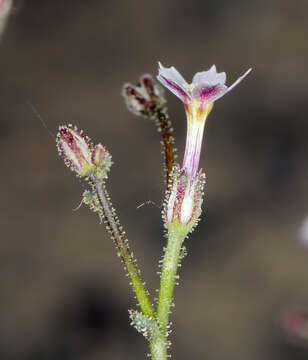 Image of sand gilia