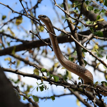 Image of Rufous Beaked Snake