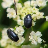 Orphilus subnitidus Le Conte 1861 resmi