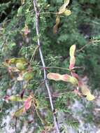 Image of fragrant mimosa