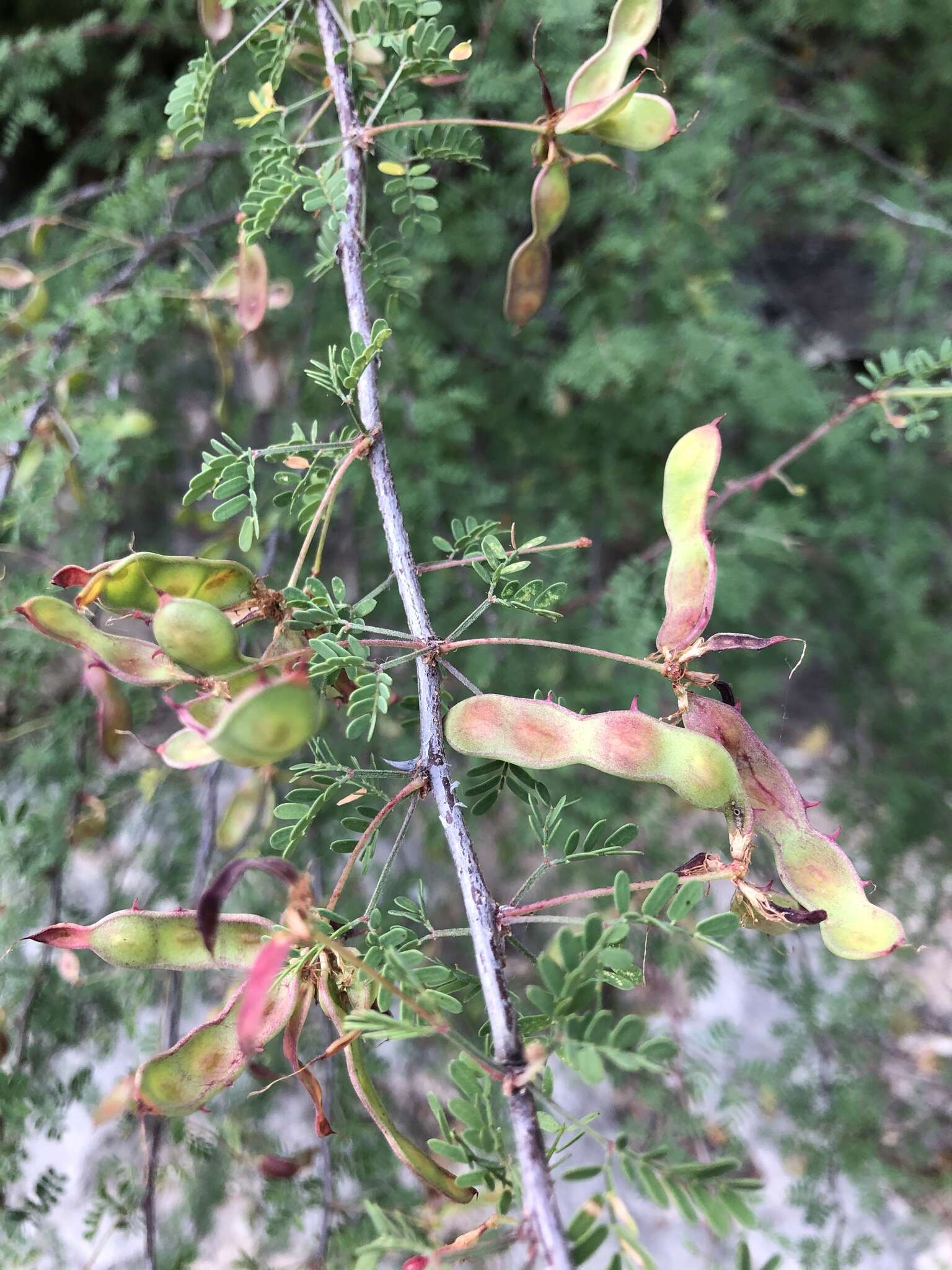 Image of fragrant mimosa