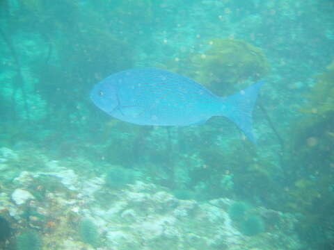 Image of New Zealand bluefish