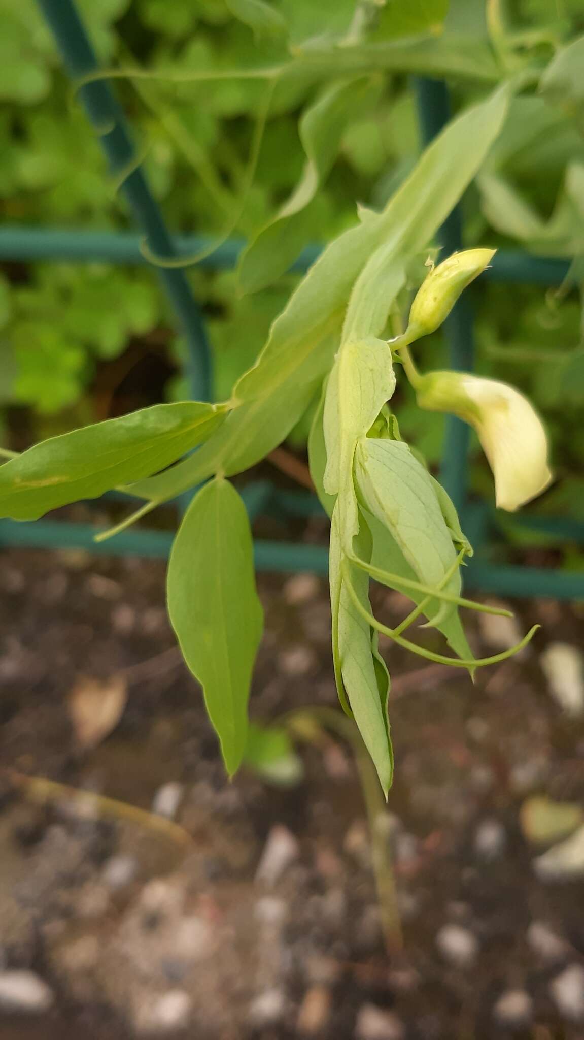 Image of Cyprus-vetch