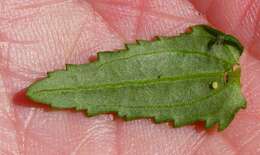 Image of Nemesia diffusa Benth.