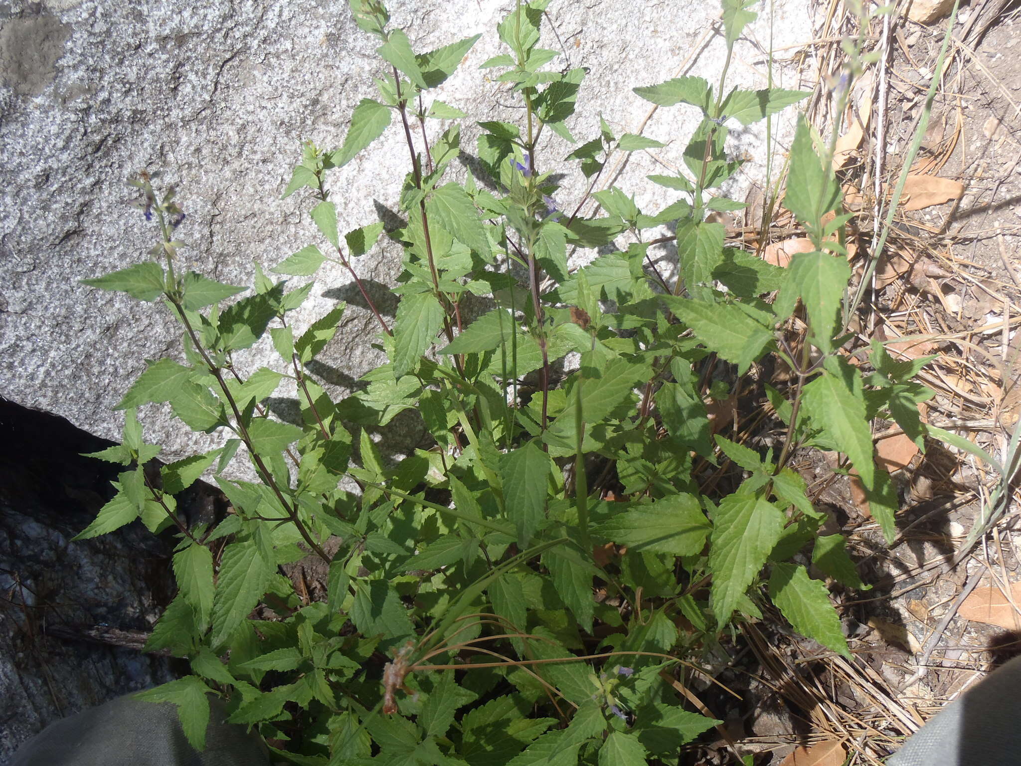 Image of desert indigo sage