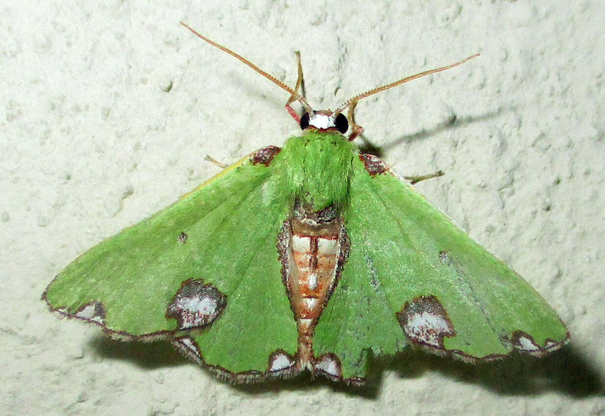 Image of Neromia rhodomadia