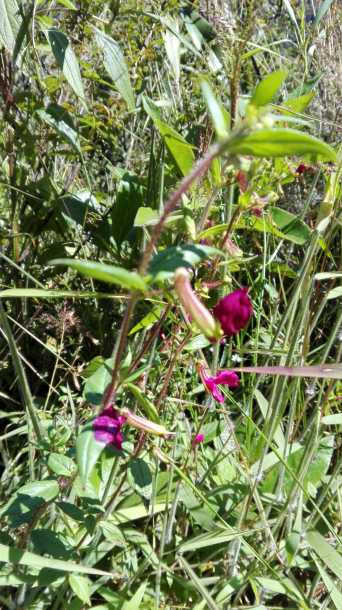 Image of Cuphea cordata Ruiz & Pav.