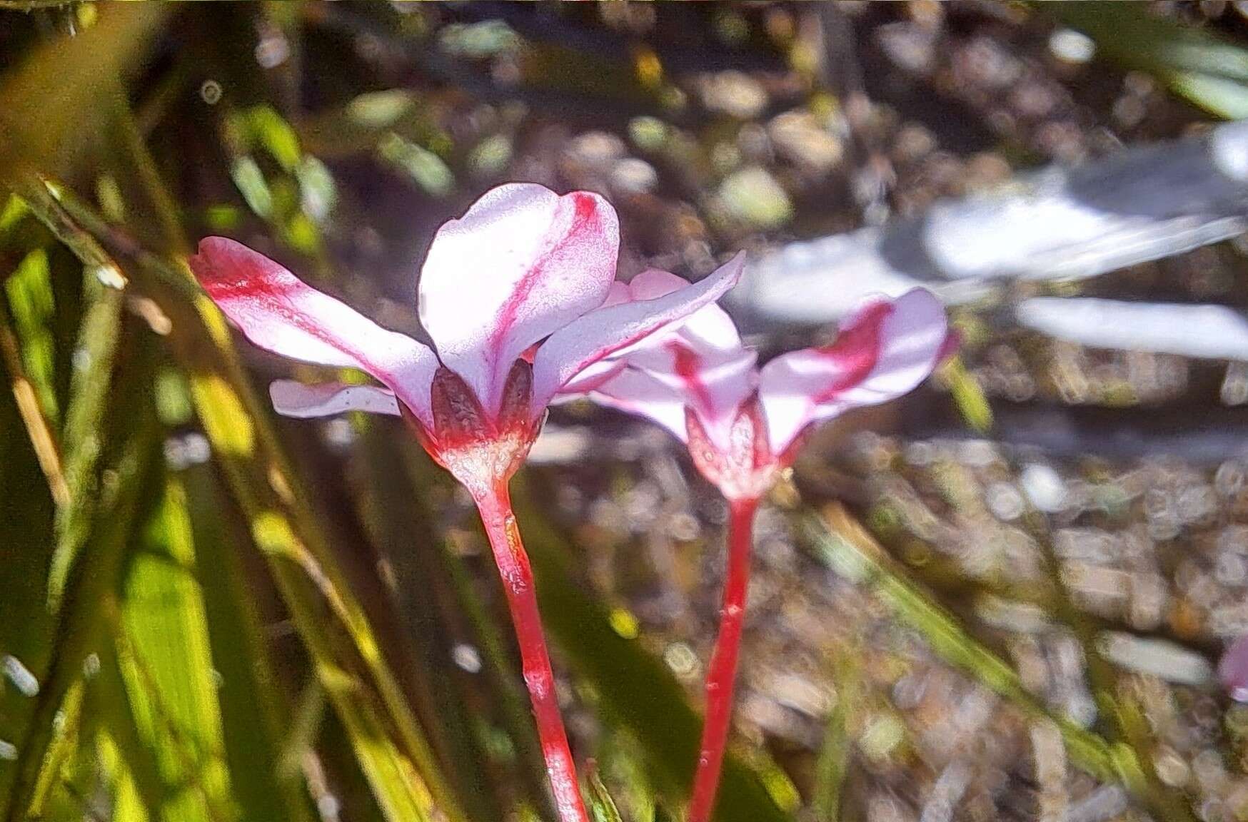 Image of Adenandra marginata subsp. marginata