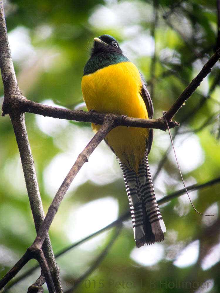 Image of Black-throated Trogon