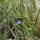 Image de Bipinnula montana Arechav.