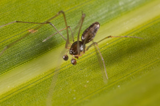Image of Tekelloides