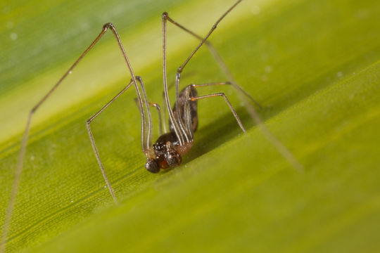 Image of Tekelloides