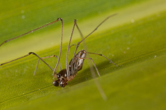 Image of Tekelloides