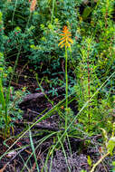 Image of Kniphofia laxiflora Kunth