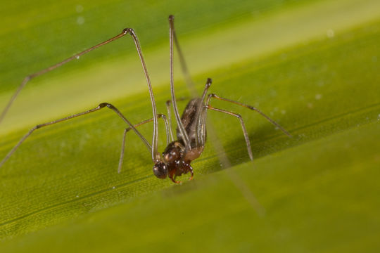 Image of Tekelloides