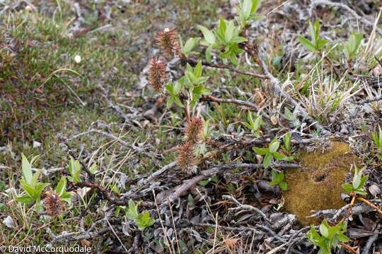 Image of Richardson's Willow