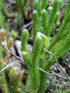 Imagem de Lycopodium lagopus (Laest. ex C. Hartm.) G. Zinserl. ex Kuzeneva-Prochorova