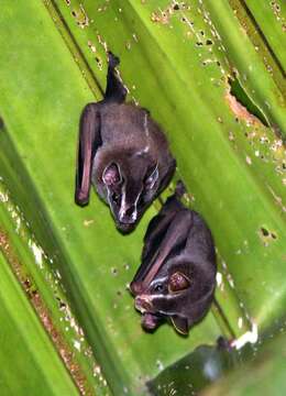 Image of Common Tent-making Bat