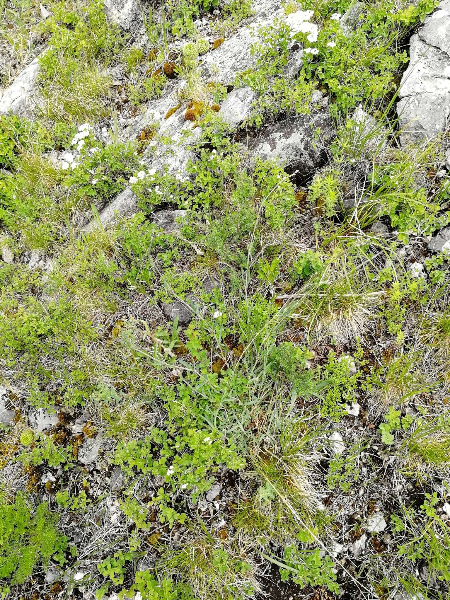 Image of Gypsophila altissima L.