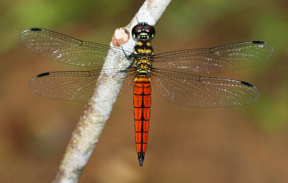 Image of Lyriothemis defonsekai van der Poorten 2009