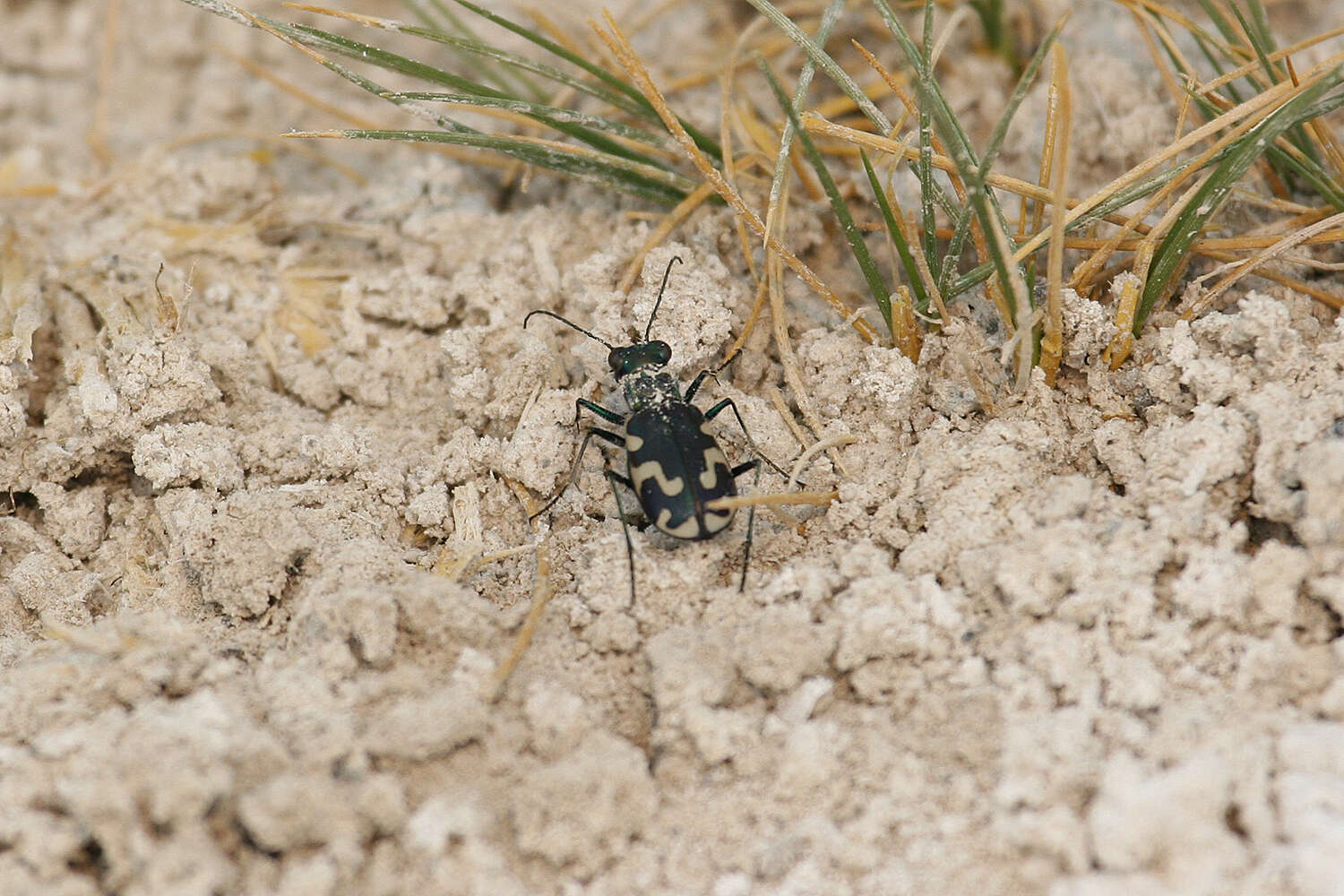 Слика од Cicindela (Cicindelidia) willistoni echo Casey 1897