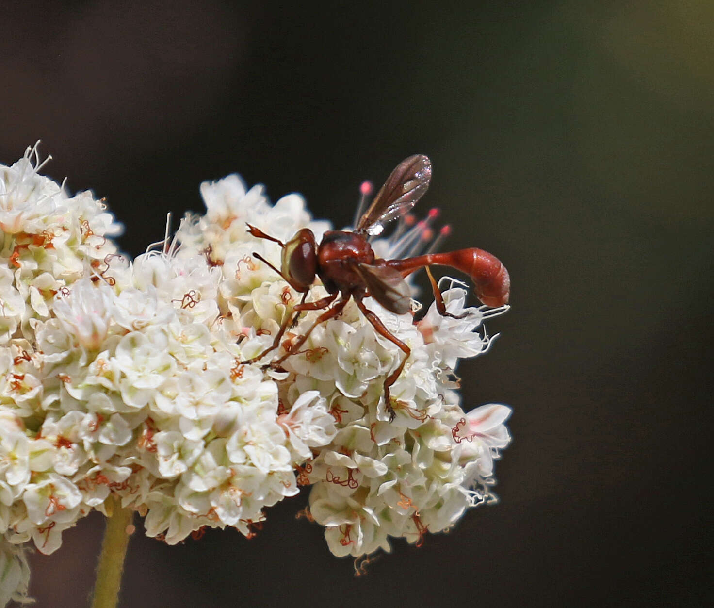 صورة Physocephala burgessi (Williston 1882)