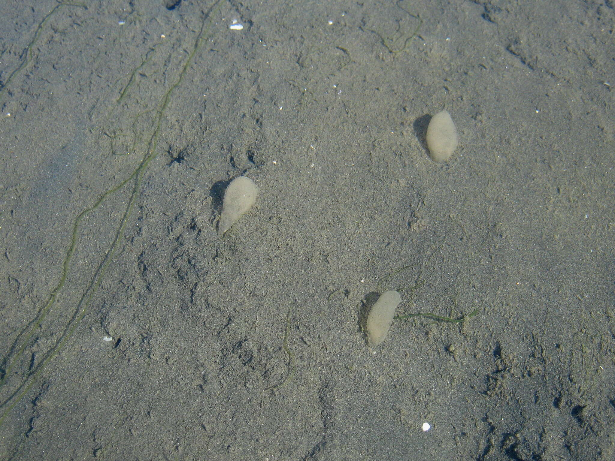 Image of Sea snail