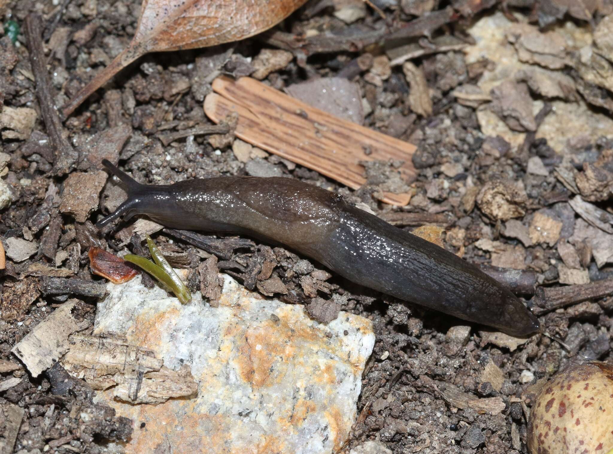 Image of Parmacelloidea P. Fischer 1856