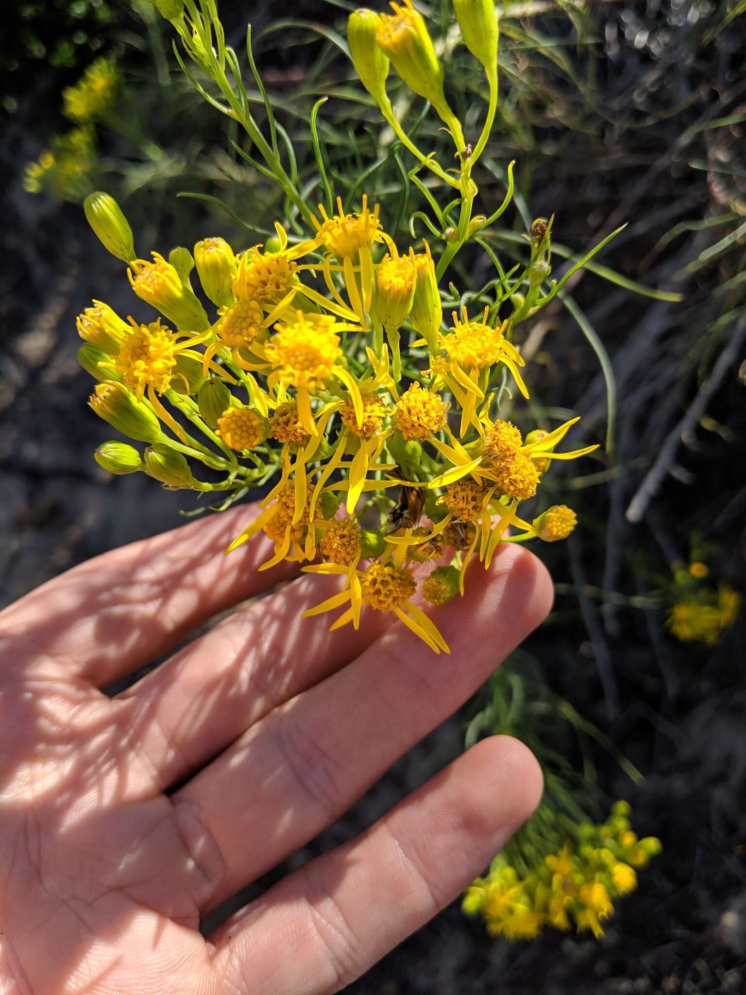 Image of dune ragwort