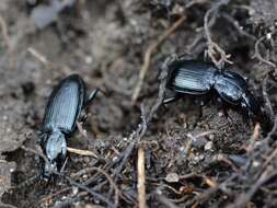 Image of Pterostichus (Bothriopterus) mutus (Say 1823)