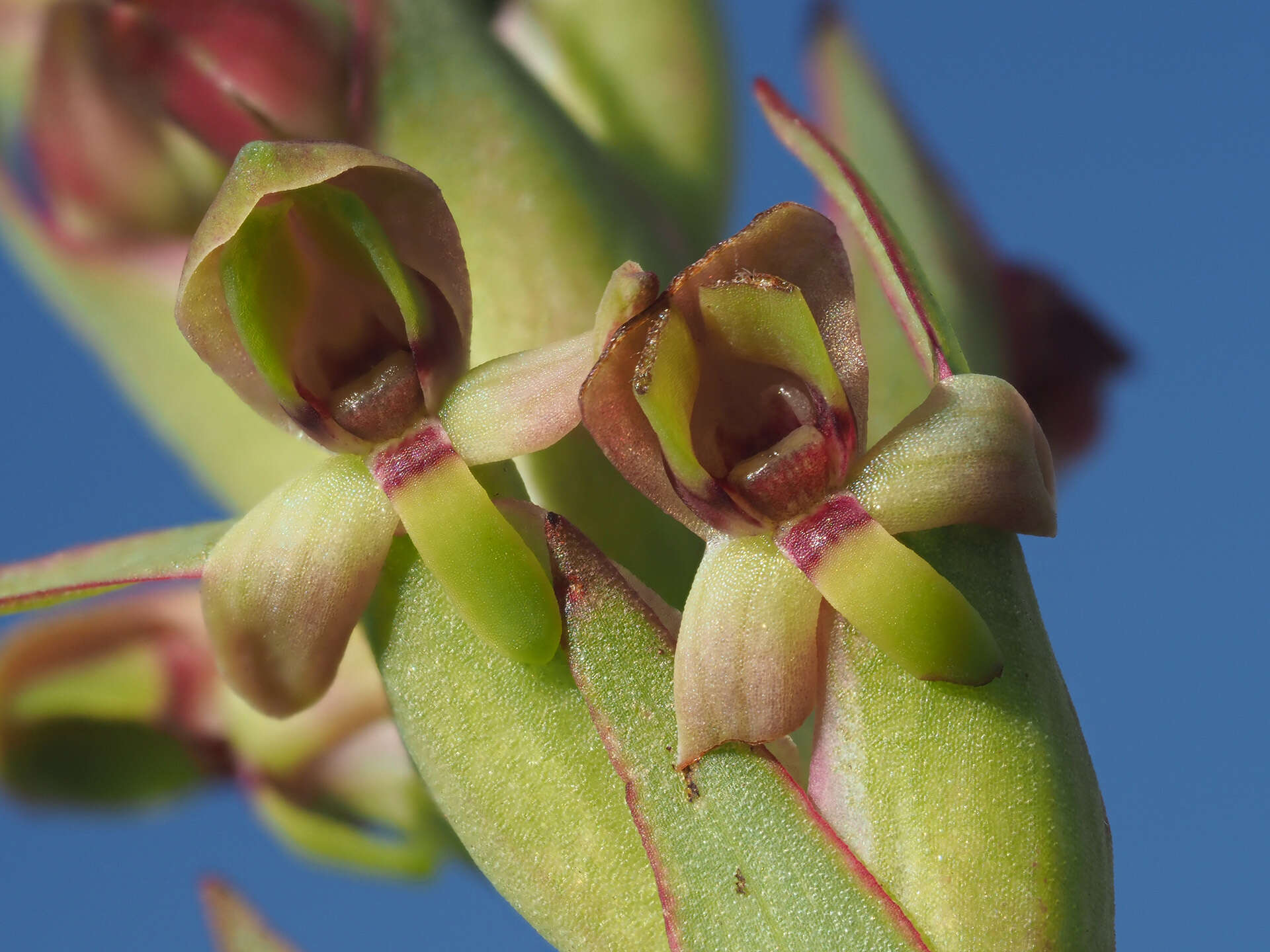 Image of Disa brevicornis (Lindl.) Bolus