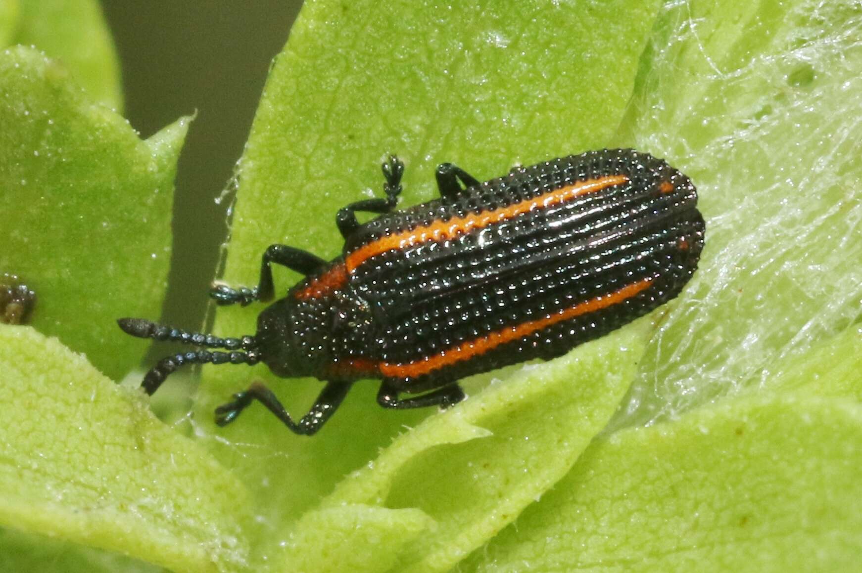 Image of Microrhopala rubrolineata (Mannerheim 1843)